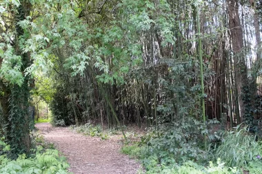 Parc du Limancet St Medard foet bambou.